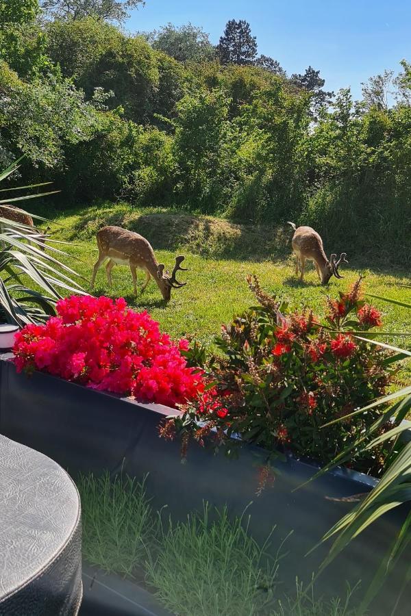 B&B Het Duinhuisje Met Jacuzzi, Gratis Parkeren, 2 Fietsen Te Leen, Airco Zandvoort Esterno foto